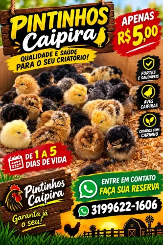 Pintinhos