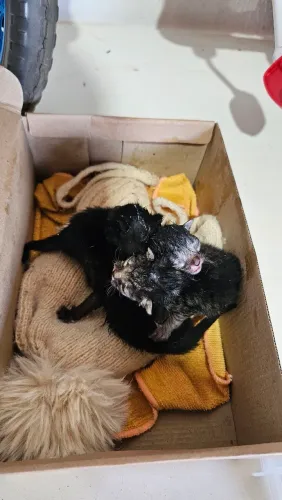 Doação de GATOS 