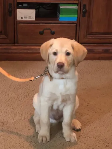 Filhotes De Labrador - A Vida Fica Mais Feliz Com Um Filhotinho Ao Seu Lado