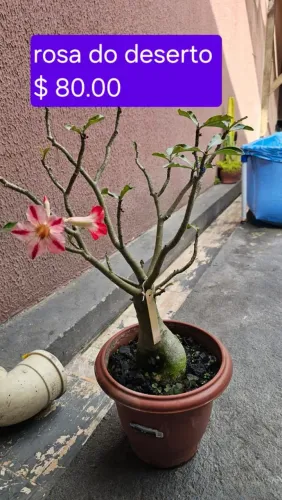 Rosas do deserto