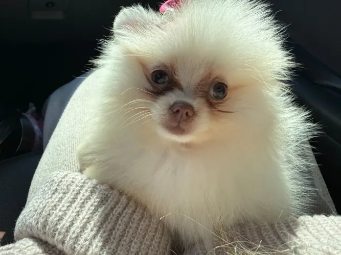 Lulu Pomerânia femea