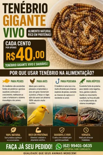 Tenebrio gigante