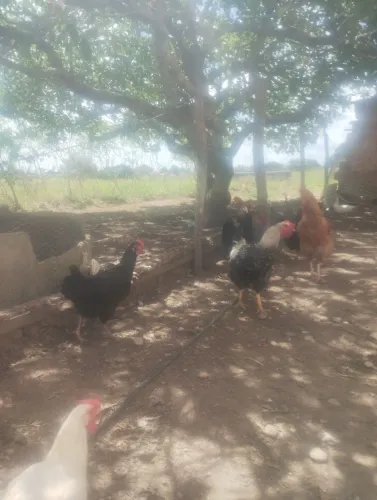 Galinha de capoeira, capão, pato e Guiné abatido