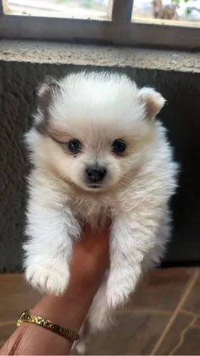Lulu da pomerania 