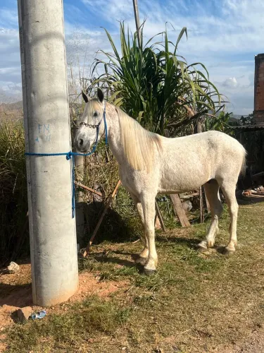 Piquira de marcha picada castrado, manso pra qualquer um montar.