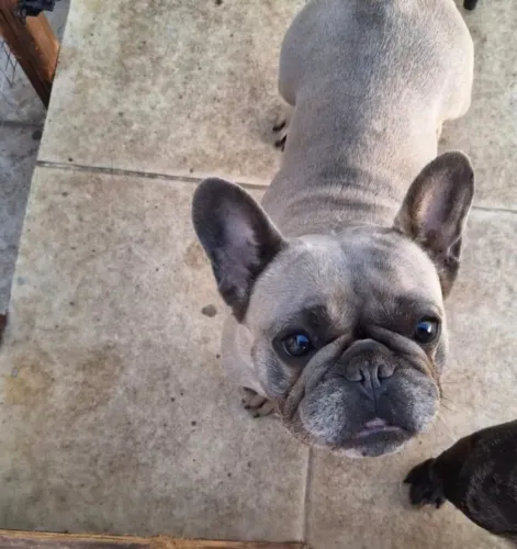 Buldogue Frances Fêmea