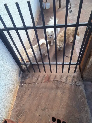 Spitz alemão macho