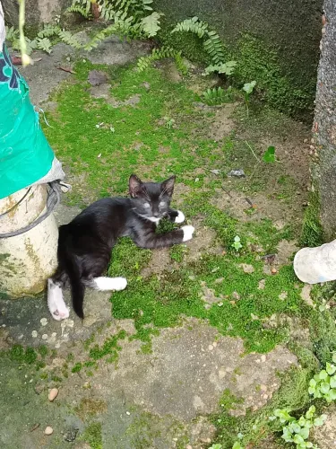 Doa-se duas gatinhas fêmeas 