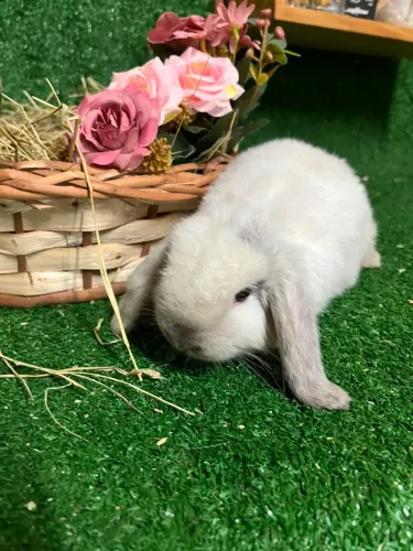 Coelho mini Lop