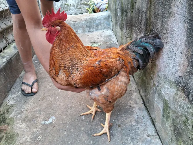 Galo Isa Brown