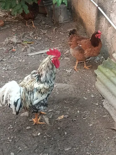 UM GALO E DUAS FRANGAS GSB