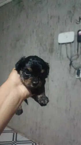 Filhotes poodle Mini