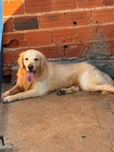 Golden retriever macho 1 ano 2 meses