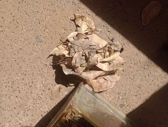 Terrário Vivo com Alta Biodiversidade + material orgânico seca adicional