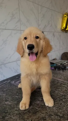 Filhote de Golden Retriever