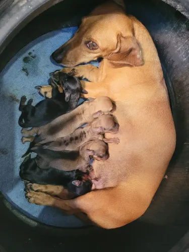 Vende-se cachorro Dachshund (salsicha) macho R$900,00 Fêmea R$ 1.200,00
