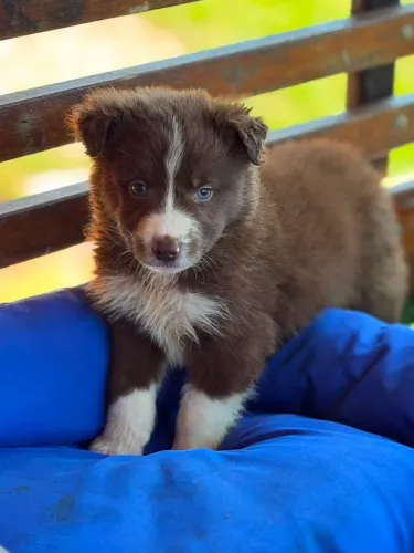 Border Collie seu pet animado