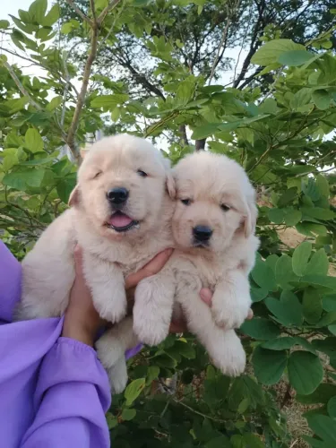 Golden Retriever CBKC