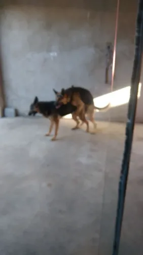 Filhotes de pastor alemão linha de trabalho, 5 fêmeas e 1 macho.