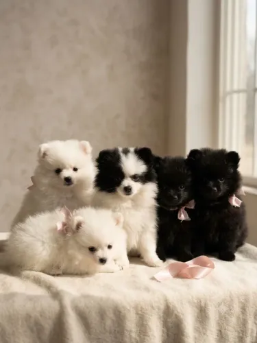 Filhotes de Spitz 