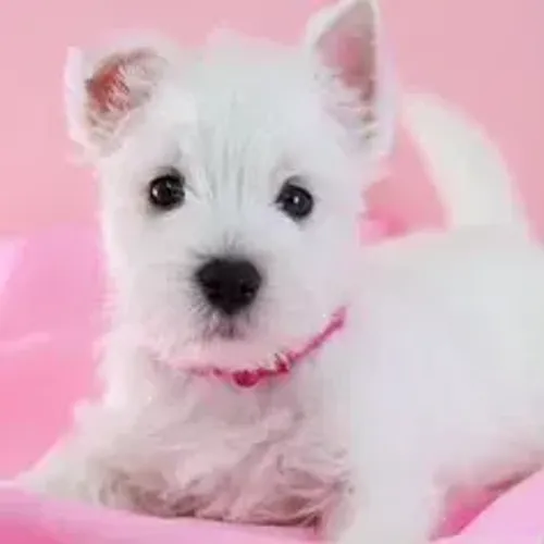 West Terrier Filhote Com Procedência