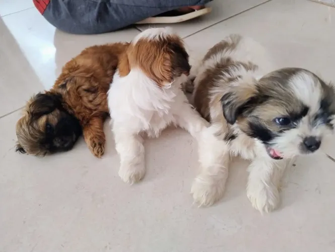 Filhote Shih Tzu