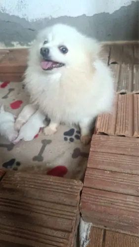 Spitz Alemão Anão | Lulu da Pomerania