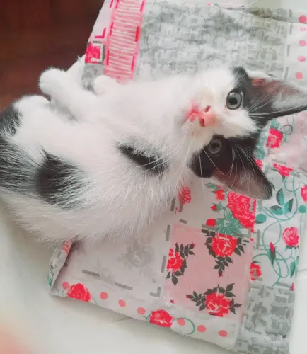 Gata filhote 