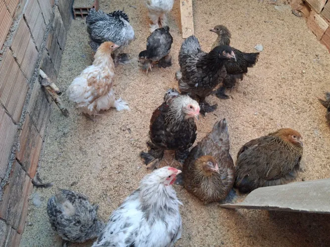 Galinhas brahma frangas e frangos