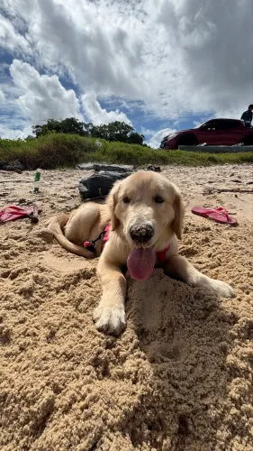 Golden 8 meses