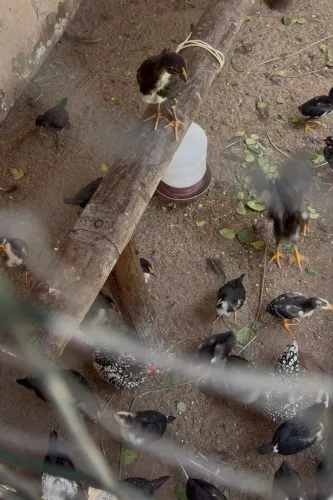 PINTOS MESTICOS GSB COM POEDEIRA