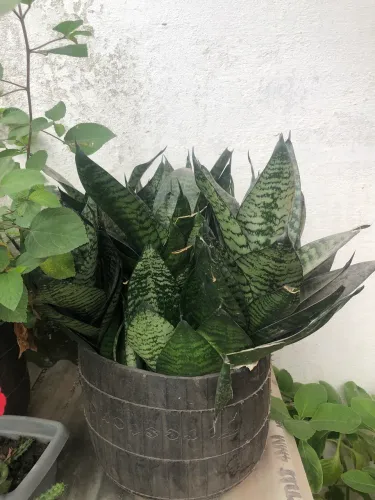 Planta | Espada de seu jorge anã