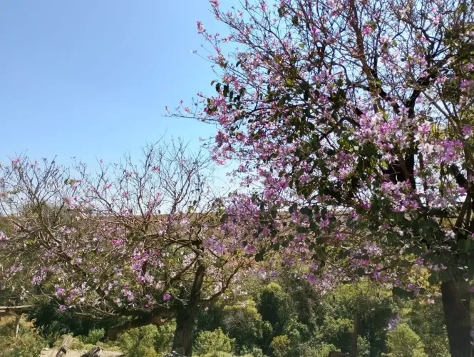 Chácara com 1 dormitório à venda, 1172 m² por R$ 220.000 - Estrada da Barra - Salto de Pir