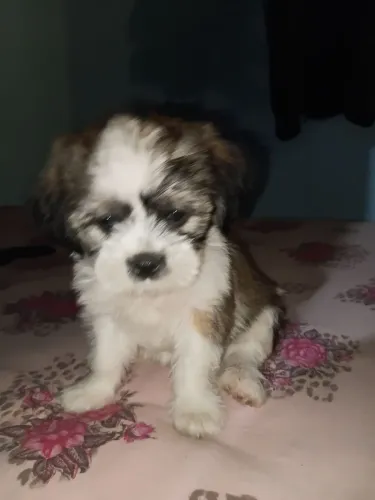Shih tzu