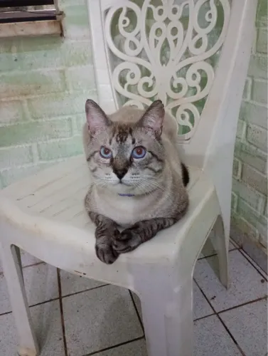 Gatinho Siamês Castrado para adoção