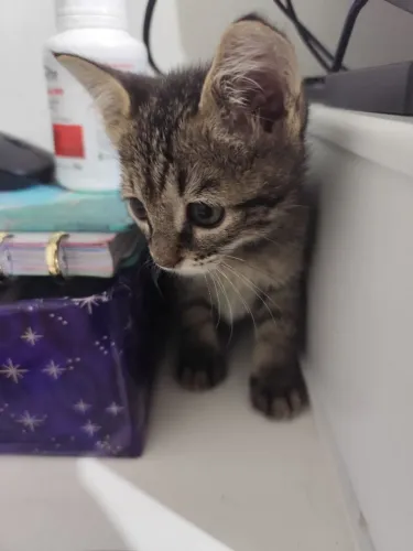 Gatinho para adoção