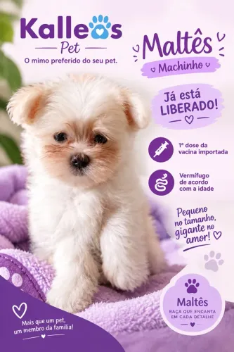 Pacotinho de Amor Maltês