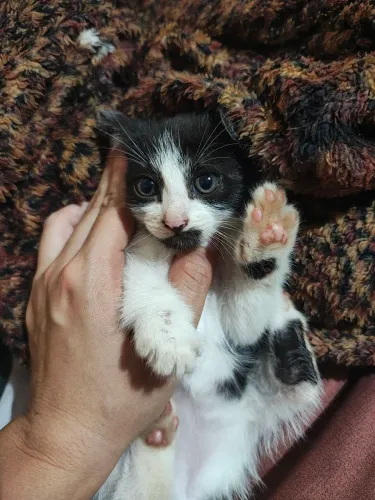 Gatinha