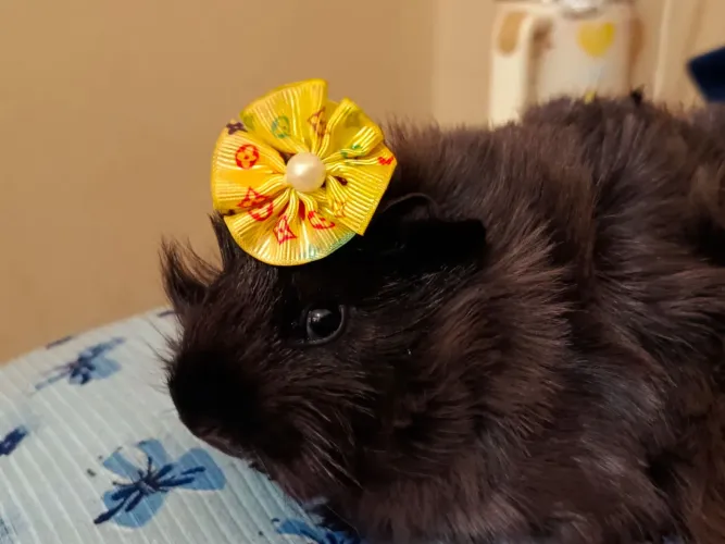 Porquinha da Índia Abissínio