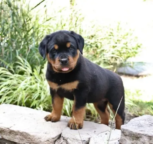 Rottweiler - Um Cachorrinho Que Vale A Pena Conhecer