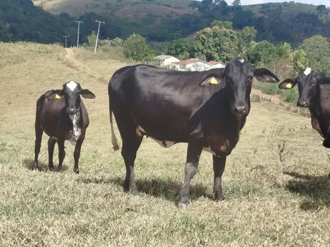 Vendo NovilhasFIV prenhasdeinseminação 12mil *