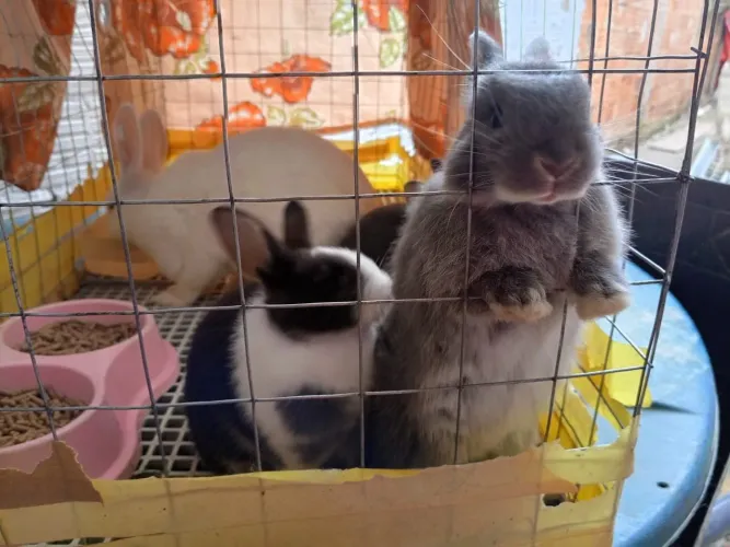 Vendo coelhinhos fofinhos e novinhos e também tem uma grandona e linda