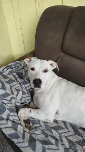 Doação de cachorro