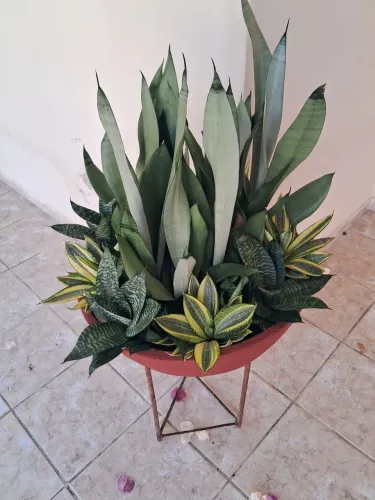 Jardim Jardim
