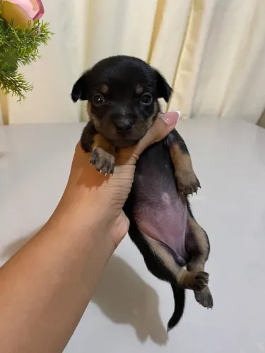 Filhotes Pinscher fêmea