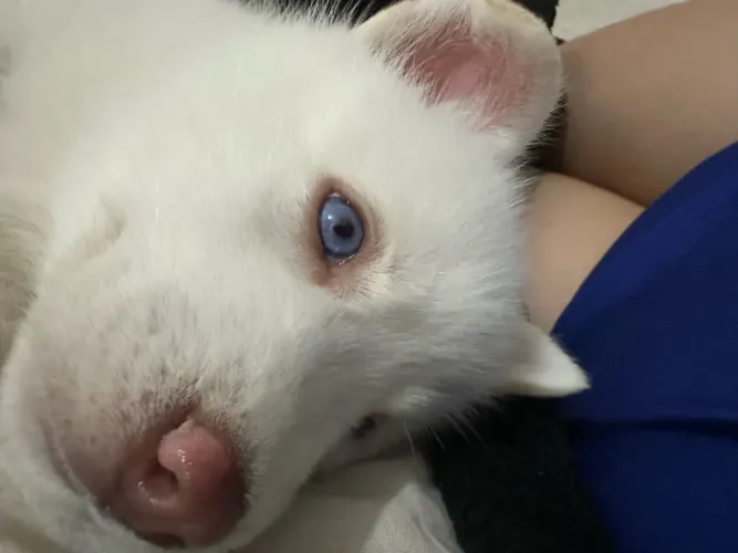 husky