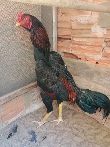 Índio CBT