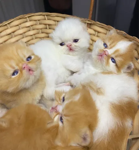 Gato persa