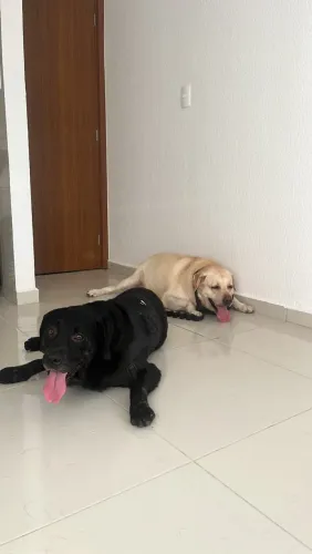 ADOÇÃO DOIS LABRADORES 