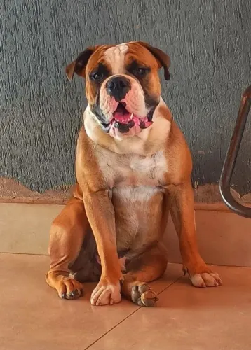 Buldogue Campeiro macho 2 anos valor 1.000 mil reais.